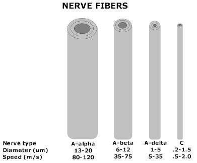 Index of /images/courses/physiology