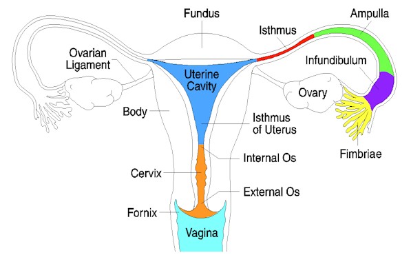 Index of /images/courses/physiology