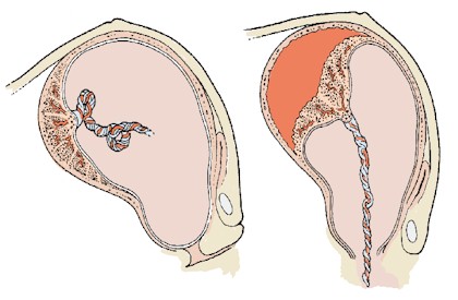 Index of /images/courses/physiology