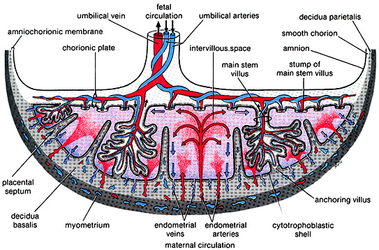 Index of /images/coursework/physiology